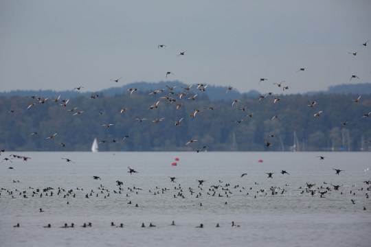 Fliegende Wintergaeste am Chiemsee | © Andreas Hartl
