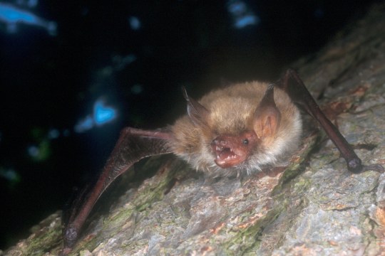 Fransenfledermaus | © Dr. Andreas Zahn