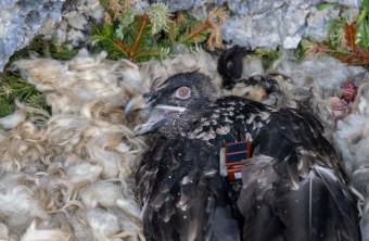 Bartgeier Alosa im Nest mit Sender | © Hansruedi Weyrich
