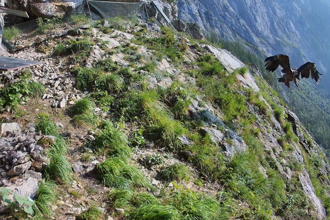 Bartgeier Generl Erstflug 12.06.2025 | © LBV