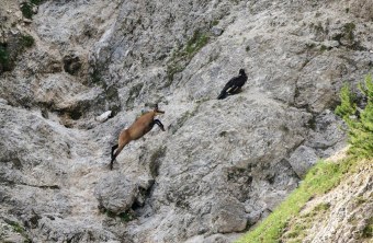 Bartgeier Wiggerl trifft auf Gams kurz nach Ausflug 30.06.2024 | © Hans Klein