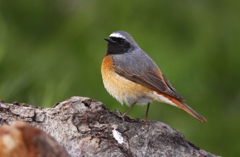 Gartenrotschwanz auf einem alten toten Ast eines Baumes | © Marcus Bosch