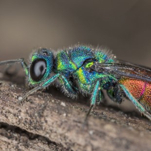 Gemeine Goldwespe | © Ralph Sturm