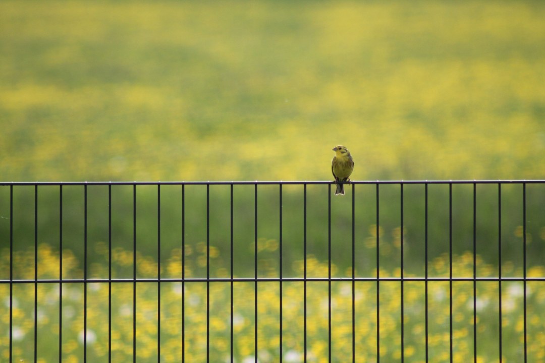 Goldammer sitzt auf einem grünen Zaun | © Marc Stümmler