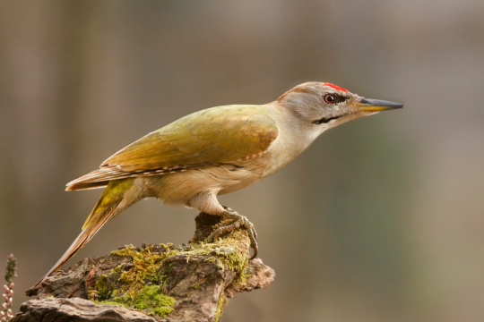 Grauspecht im Profil | © Rosl Roessner