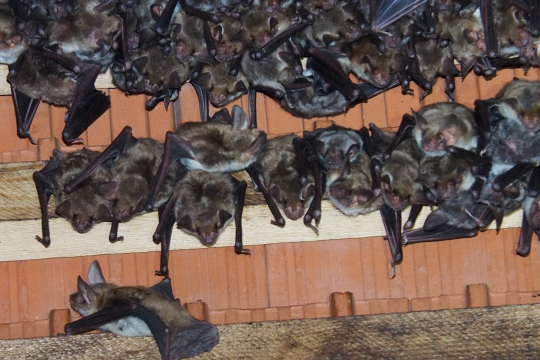 Fledermäuse im Dachstuhl einer alten Kirche | © Heinz Neudert