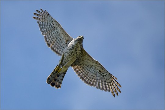 Habicht am Himmel | © Herbert Henderkes