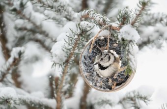 Haubenmeise | © Dr. Hubert Kluger