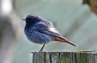 Hausrotschwanz steht im Profil auf einem Baumstamm | © Daniela Hierl