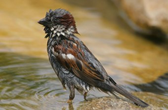 Nasser Haussperling, der gerade im Wasser gebadet hat | © Zdenek Tunka