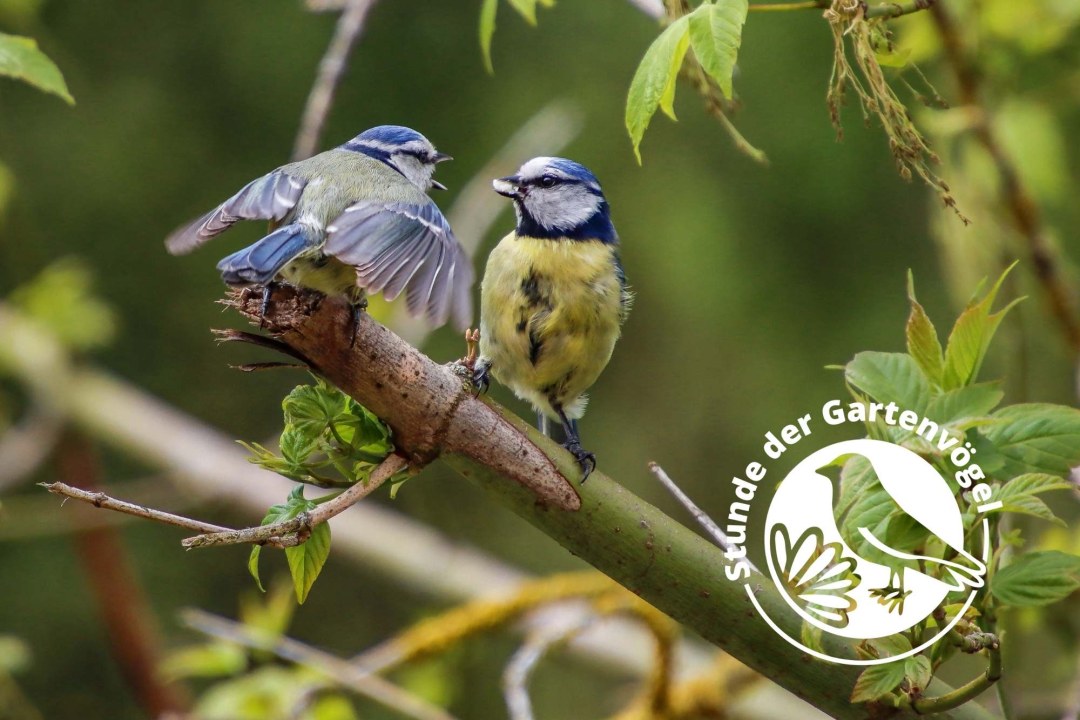 Junge Blaumeise wird von Altvogel gefüttert