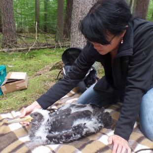 Junger Schwarzstorch auf der Decke mit Biologin Christiane Geidel, die ihm den Schnabel zuhält | © Klaus Brünner