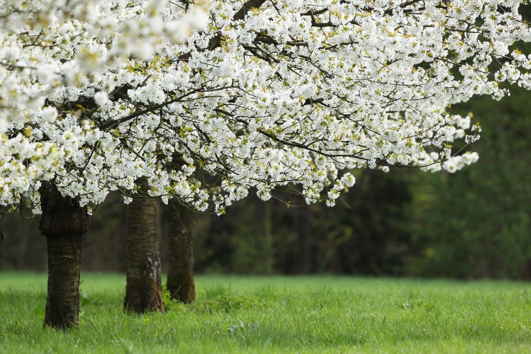 Kirschbäume in voller Blüte auf einer Wiese | © Claudia Becher