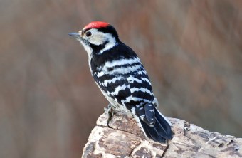 Kleinspecht auf einem Baumstumpf | © Dr. A. Prestele