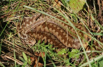 weibliche Kreuzotter zusammengerollt im Gras | © Andreas von Lindeiner