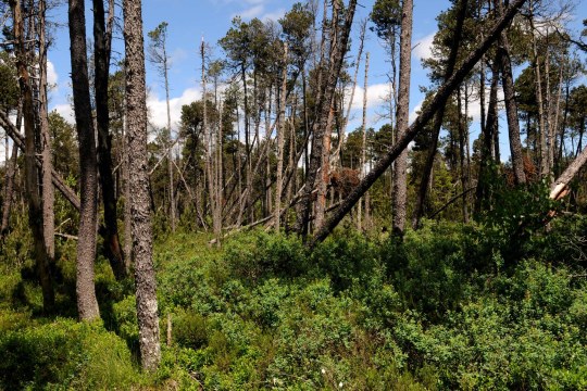 Moor-Spirken | © Dr. Eberhard Pfeuffer