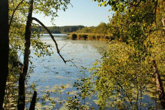 LBV-Schutzgebiet-Ausblick_Forstweiher