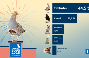 Ein Rebhuhn steht als Vogel des Jahres 2026 auf einem Podest, präsentiert vom Landesbund für Vogel- und Naturschutz in Bayern e. V. (LBV).