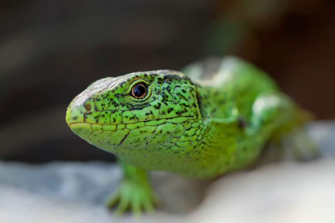 Zauneidechse sitzt auf einem Stein | © Markus Gläßel