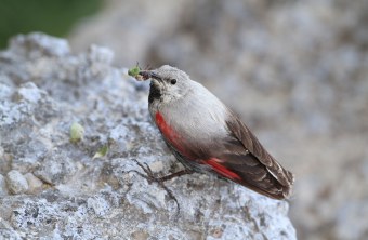 Mauerläufer-Weibchen mit grüner Nahrung im Schnabel | © Hans-Joachim Fünfstück