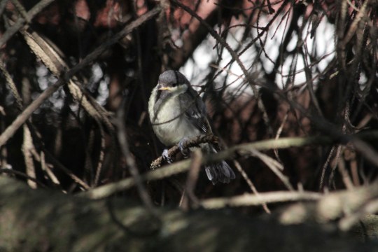 Meisenjungen im Gestrüpp | © Angela Maurer