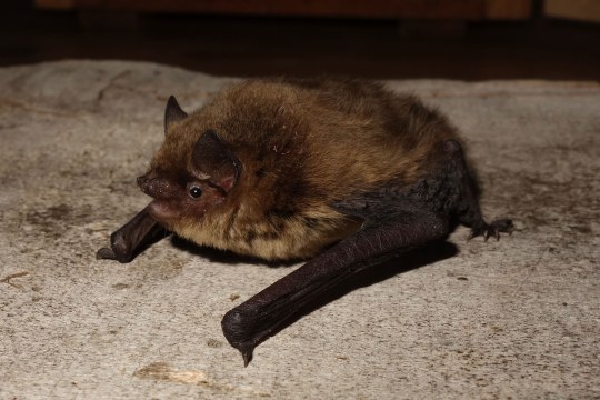 Mückenfledermaus | © Dr. Andreas Zahn