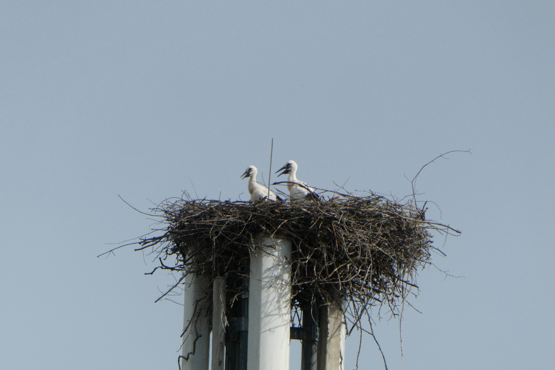 Jungstörche Horst | © Julian Hauschild