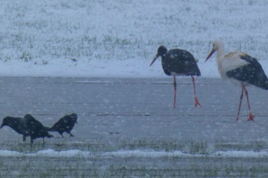 Schwarzstorch im Schnee |© Heidi Källner