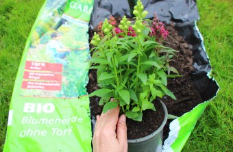 Torffrei gärtnern | © Peter Bria