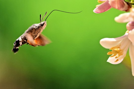 Taubenschwänzchen | © Gabriele Heckwolf