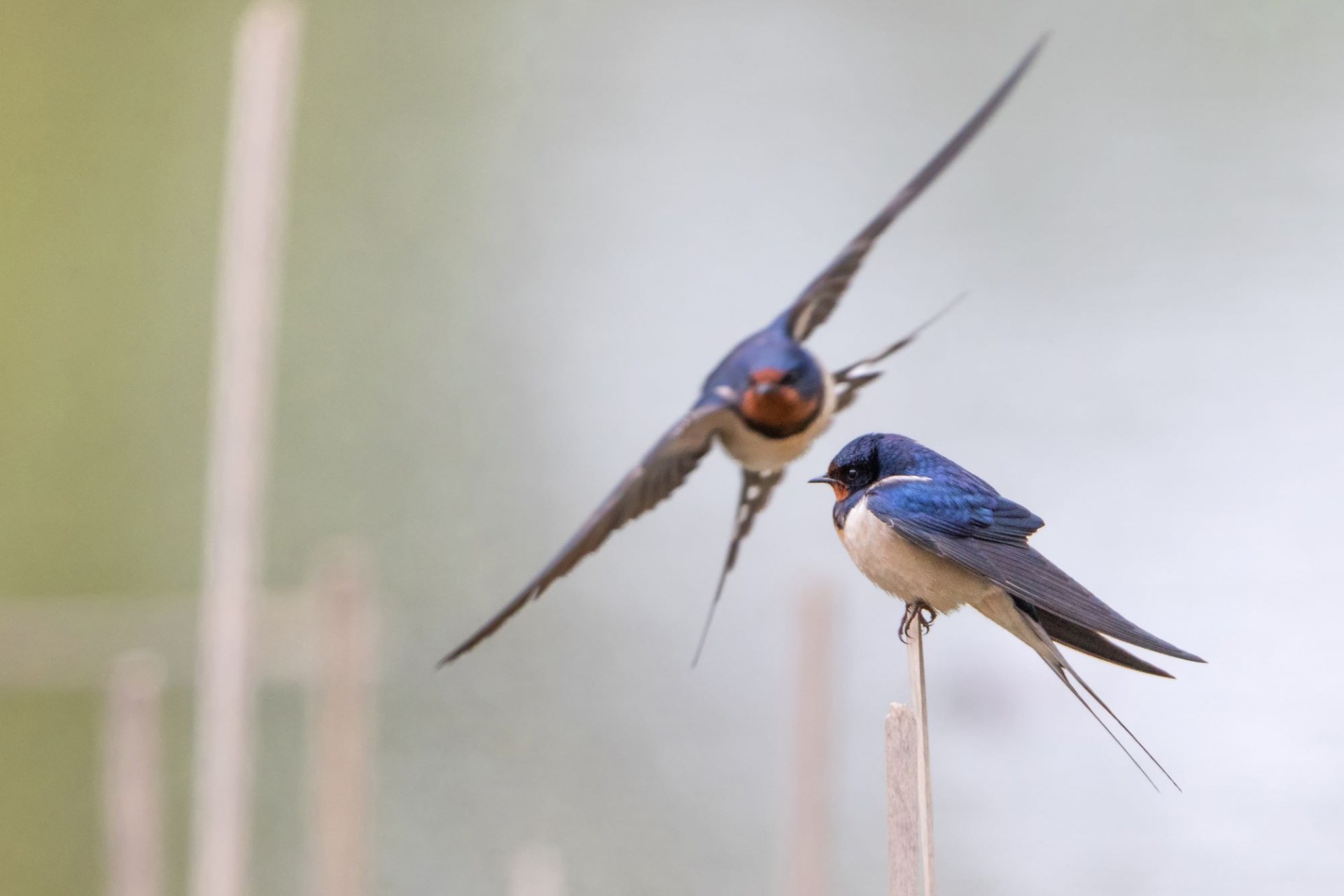 Rauchschwalben im Flug | © Markus Gläßl