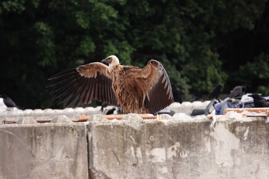 Gänsegeier bei Bayreuth | © Marco Suchy