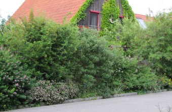 Artenreiche_Hecke | © Birgit Helbig