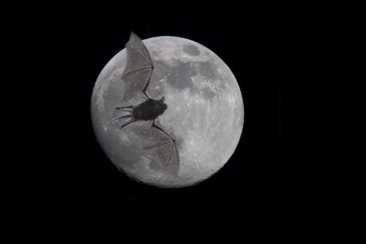 Fledermaus und Vollmond | © Andreas Hartl