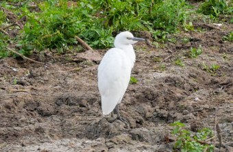 Kuhreiher-Jungvogel am Altmühlsee | © Sonja Dollhopf