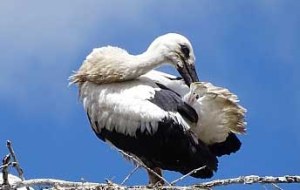 Weißstorch Pfaffenhofen 2 | © H. Abold