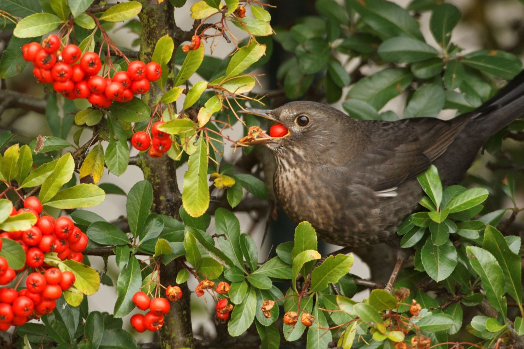 Amsel in Hecke | © Rosl Rößner