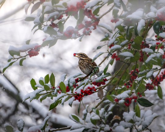 Eine Rotdrossel sitzt auf einem schneebedeckten Ast und genießt Beeren, ein typisches Motiv für den LBV.