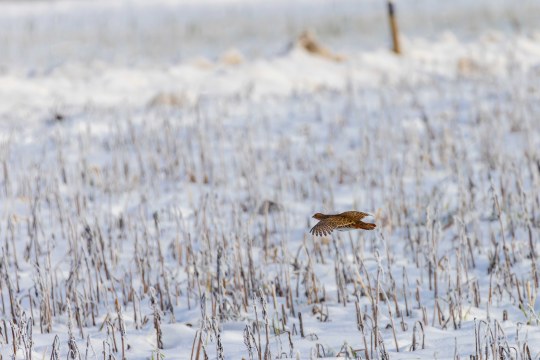 Rebhuhn im Flug | © Ralph Sturm