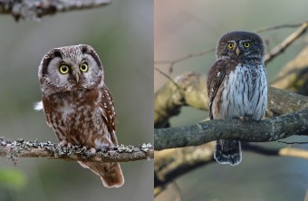 Raufusskauz links Sperlingskauz rechts | © Dr. Christoph Moning / Gunther Zieger