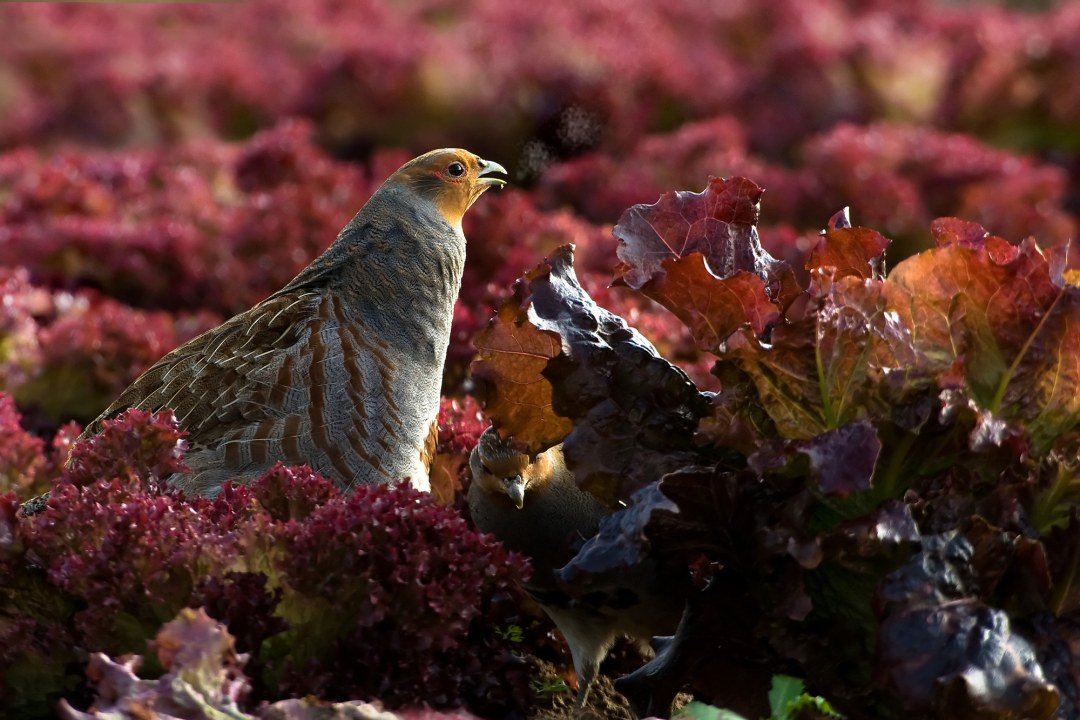 Rebhuhn mit Atemwölkchen im Salatfeld | © Rosl Rößner