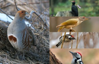 Ein Rebhuhn sitzt in trockenem Gras, während verschiedene Spechtarten auf Ästen posieren, unterstützt vom LBV.
