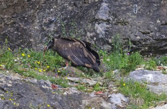 Recka frisst | © Markus Leitner