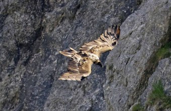Recka von oben mit zerzausten Federn, im Segelflug | © Markus Leitner