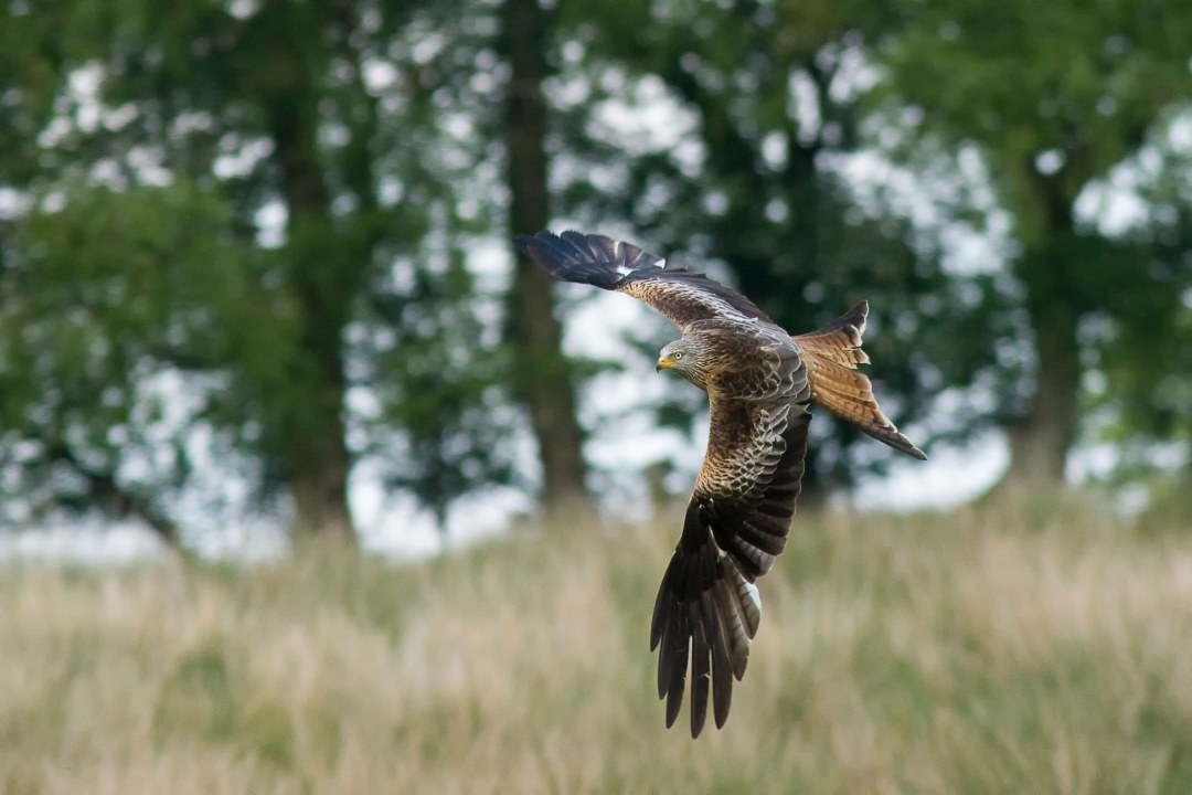 Rotmilan im Flug | © Rosl Rössner