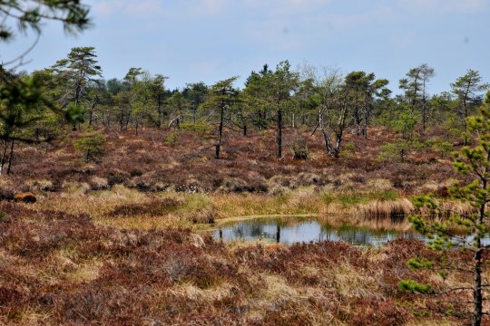 Schwarzes Moor | © Klaus Mueller