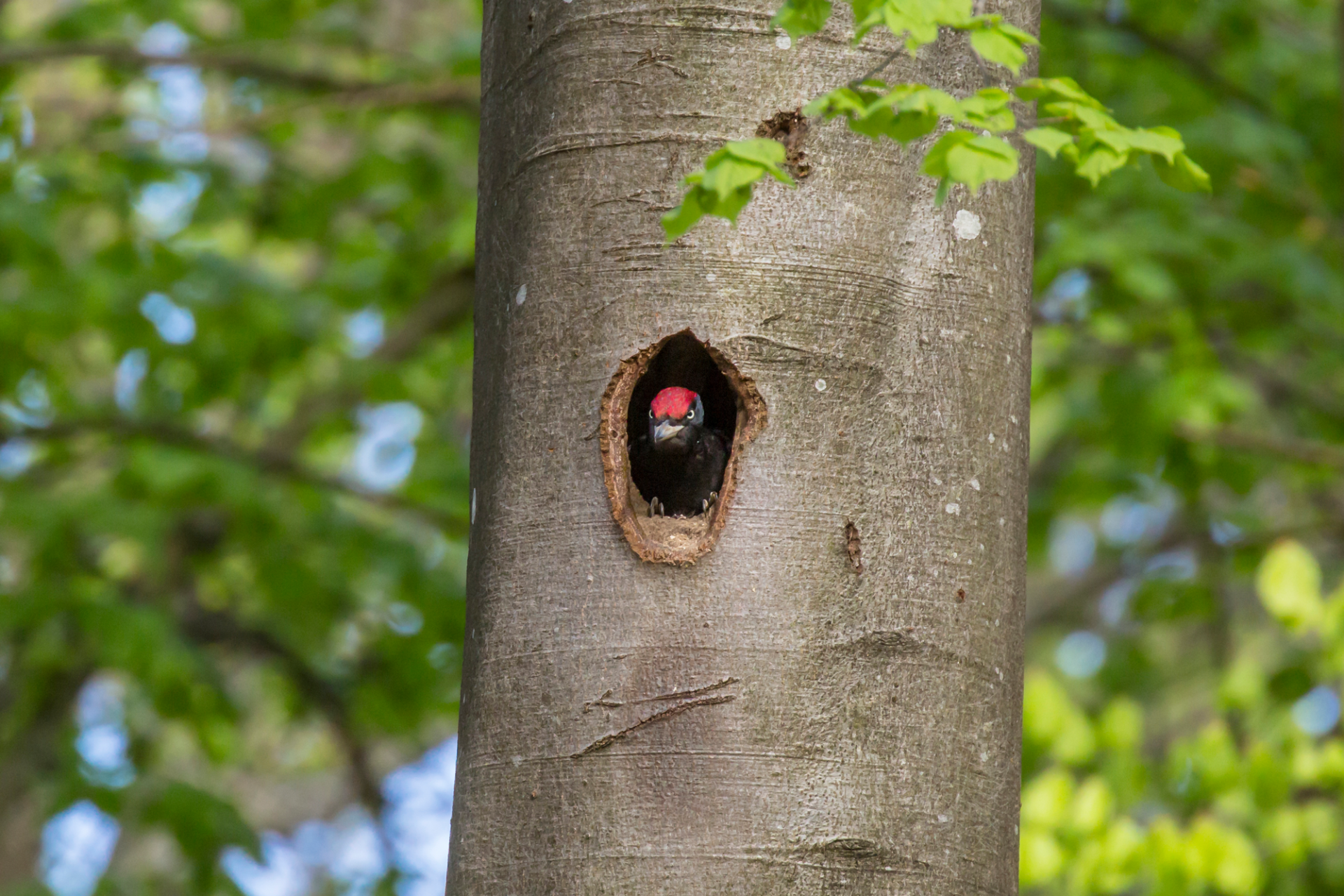 Schwarzspecht guckt aus Baumhöhle raus | © Ralph Sturm