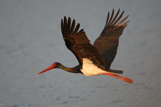 Schwarzstorch im Flug über Wasser | © Zdenek Tunka