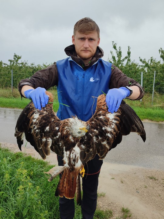 Der Vorsitzende vom LBV Weißenburg-Gunzenhausen Sebastian Amler hält einen toten Rotmilan an beiden Flügeln hoch, er hat Handschuhe an | © Heidi Seiß