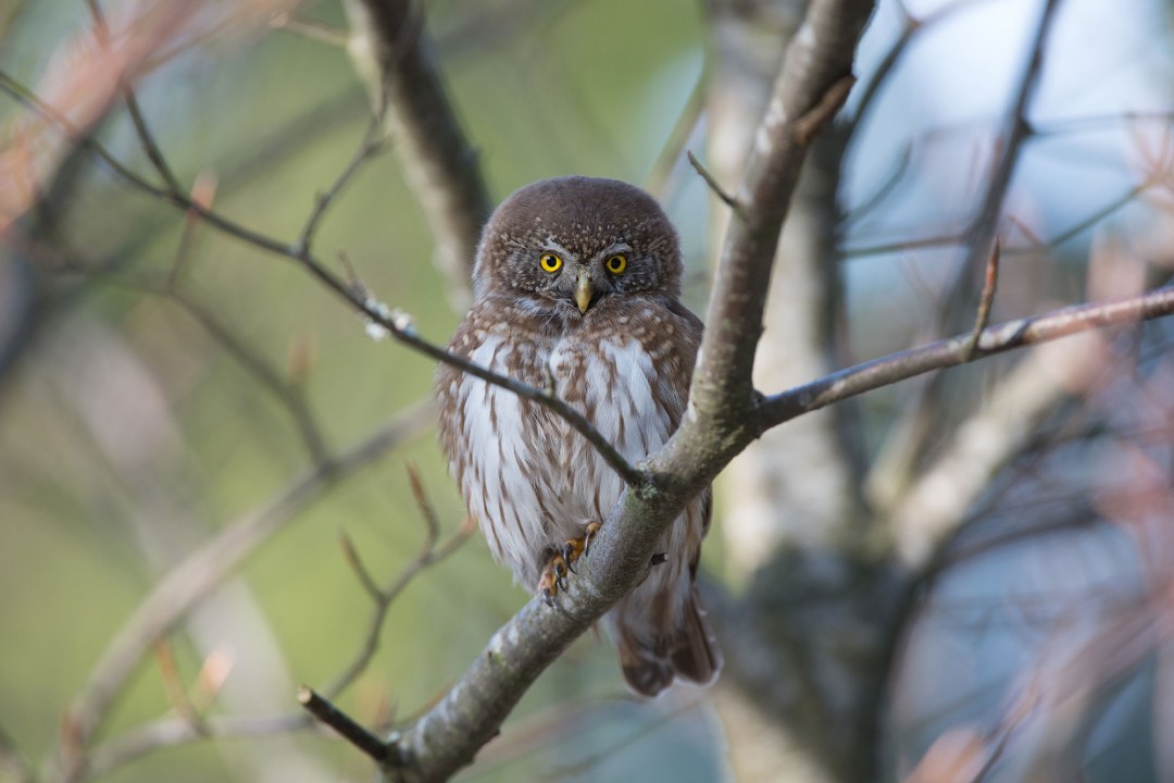 Sperlingskauz auf einem Ast im Wald | © Wolfgang Lorenz